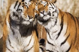 Compatibility of a female tiger and a male tiger
