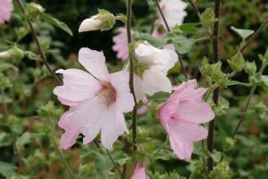 Lavatera perennial (Khatma) - “Wild rose”: planting, care and cultivation