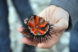 Ljekovita svojstva morskog ježa Može li se jesti kavijar morskog ježa