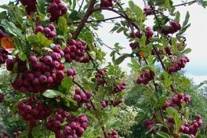 Common rowan: proper planting and care Pomegranate rowan what properties it has