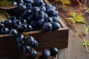 Grozdni sok: koristi in škode, preprosti recepti Ali je črno uvoženo grozdje koristno pozimi