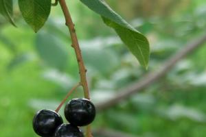 Pachnąca i delikatna czeremcha w Twoim ogrodzie: sadzenie i pielęgnacja